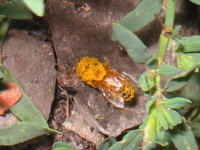 /album/arriendocolmenasparapolinizacion/abeja-con-polen-jpg/